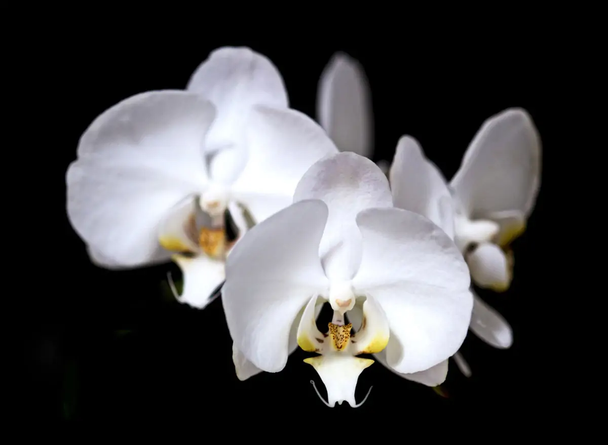 Phalaenopsis Aphrodite