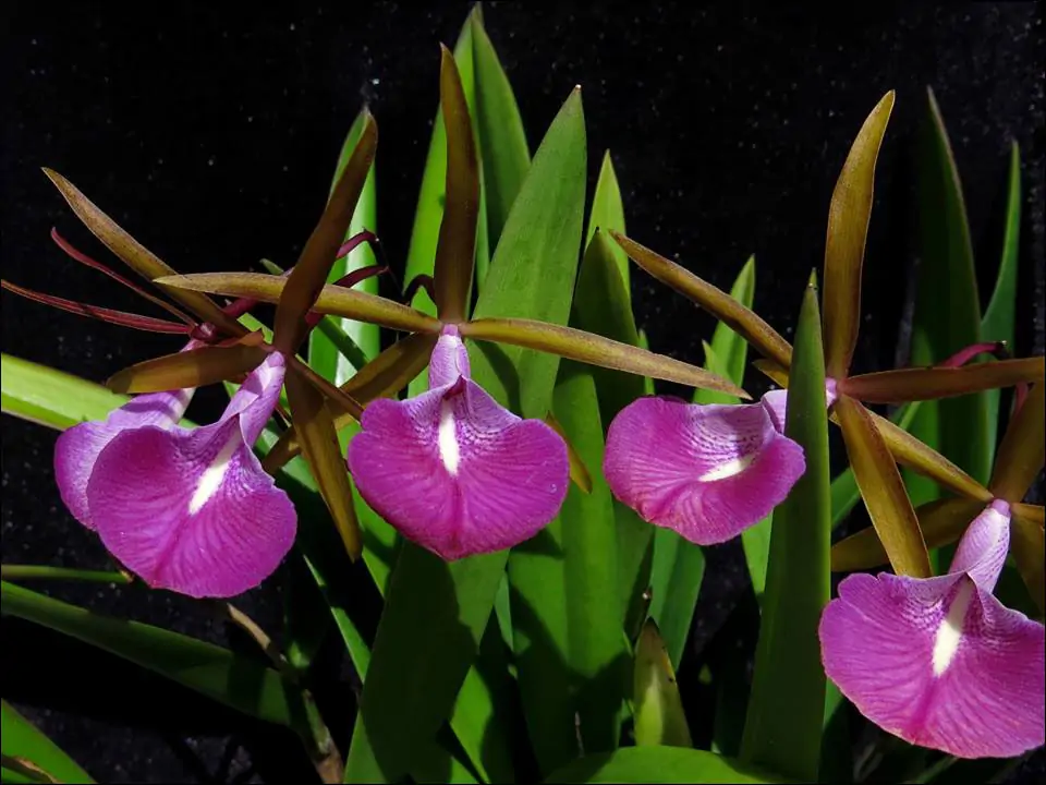 Brassocattleya Star Ruby