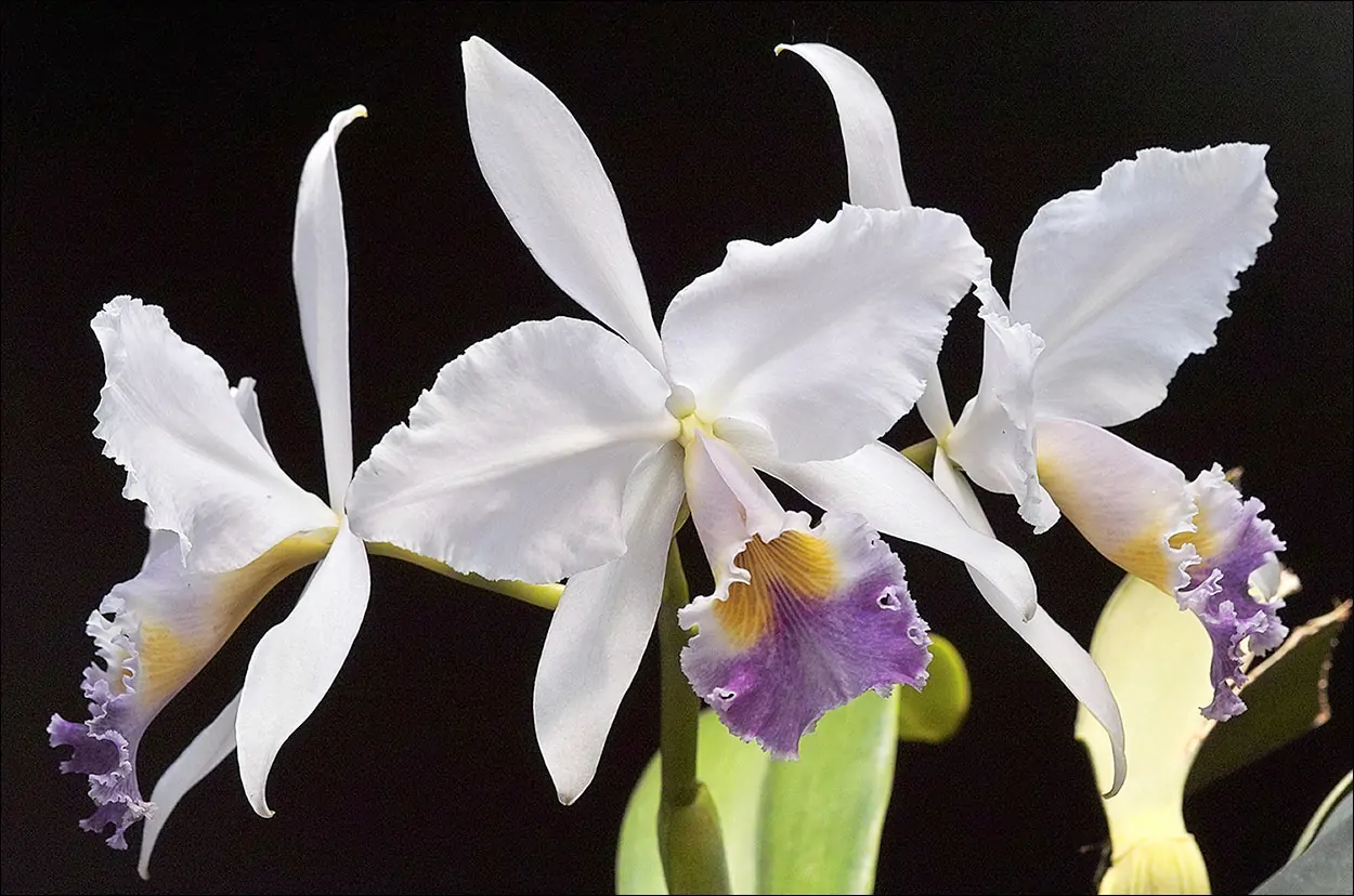 Cattleya gaskelliana coerulea