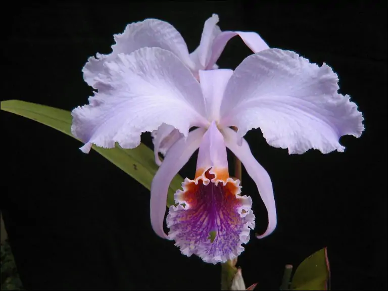 Cattleya mossiae