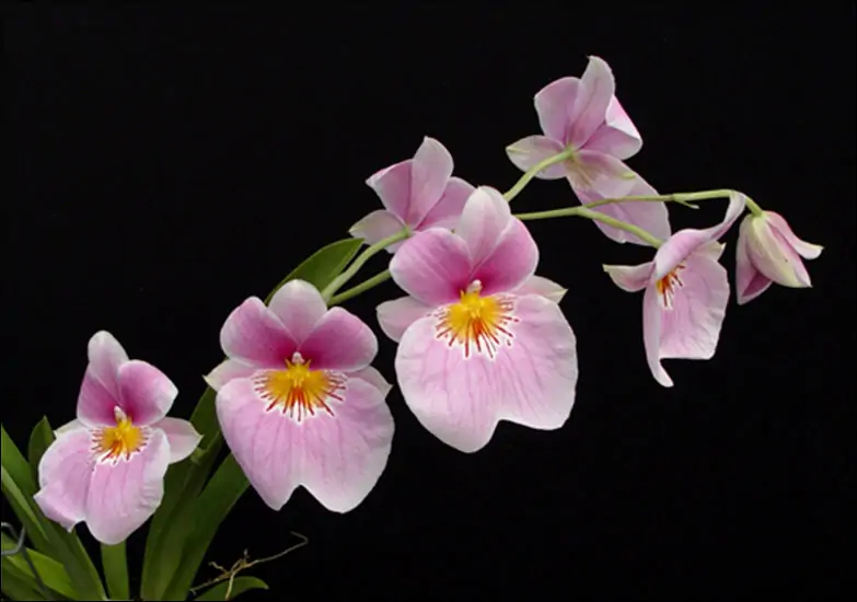 Miltoniopsis vexillaria