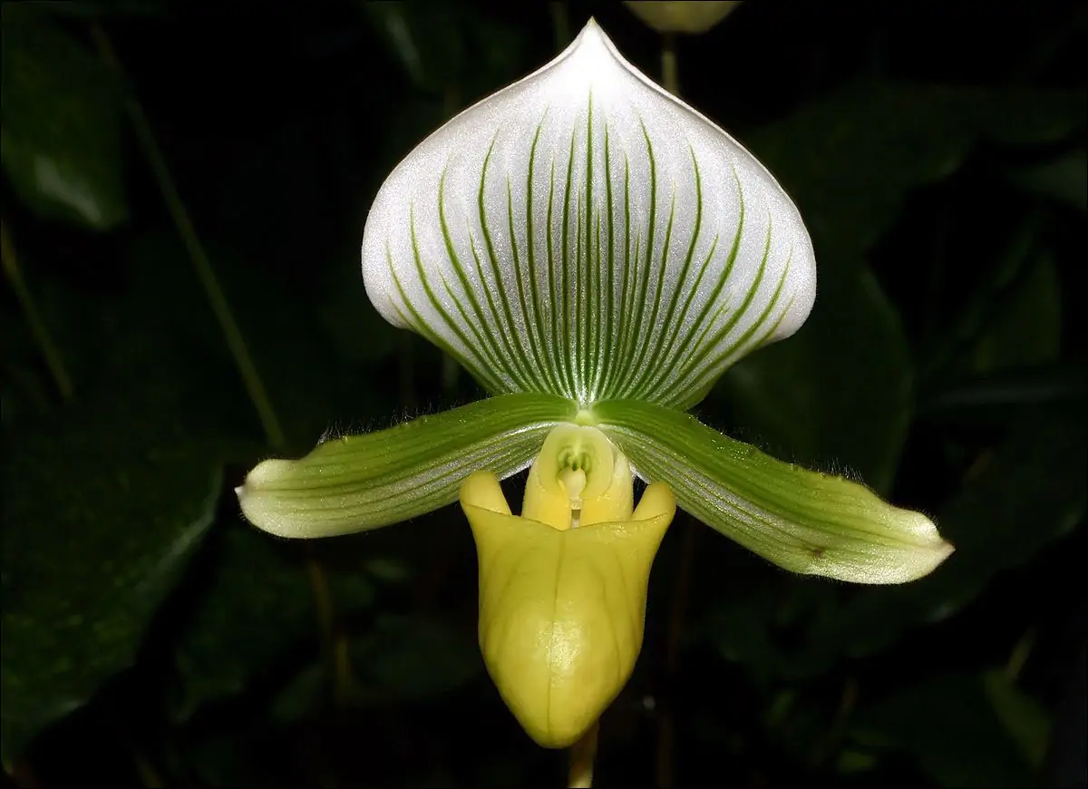 Paphiopedilum lawrenceanum